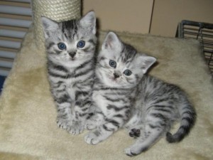 british shorthair  kitten for adoption
