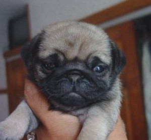 EXCELLENT MALE AND FEMALE PUG PUPPIES FOR ADOPTION