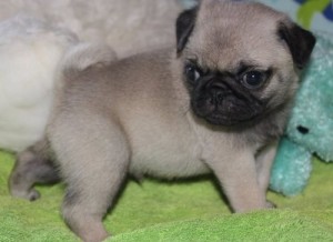 I Have Two Pug Puppies That I Am Giving Them Out For Adoption