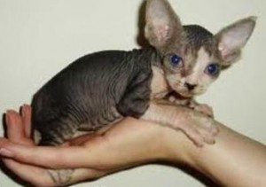 sphinx kitten kittens for adoption...