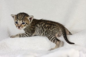 Beautiful Savannah Kittens