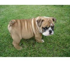 English bulldog puppy female needs a new home