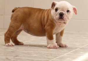 HEALTHY MALE AND FEMALE BULLDOG PUPPIES FOR FREE ADOPTION