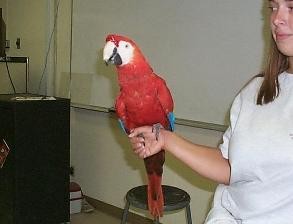 Obedient and Intelliegtn Scarlat Macaw Parrots For Good Homes