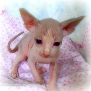 Sphynx Kittens For Adoption