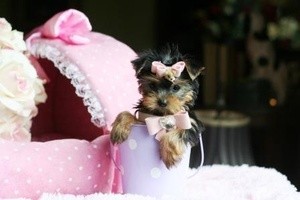 Home Trained Male And Female Tea Cup Yorkie Puppies For Sale Now Ready To Go Home.