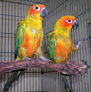 Two pair senegal parrot for sale