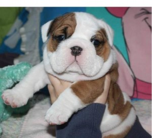 Kc Registered English bulldog