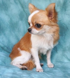 chihuahua puppies for free  adoption