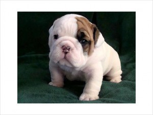 HEY!!!!!ADORABLE ENGLISH BULLDOG  PUPPIES READY FOR ANY GOOD HOME(http://jwalcot.jimdo.com/)