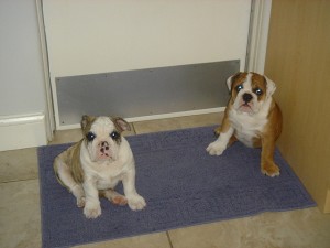 MALE AND FEMALE ENGLISH BULLDOG PUPIES FOR FREE ADOPTION