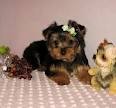 Nice looking male yorkie puppy for adoption