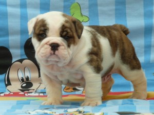 cute english bulldog puppies  for adoption