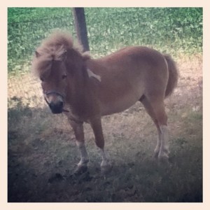 Pony  for sale.