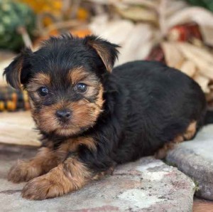 Extra Charming Top Quality Male and Female Tea-cup Yorkie  Puppies For Adoption in a Good Home Now .