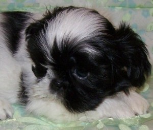 Nice baby face Adorable Teacup shih tzu Puppies For Adoption