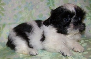 I have Male And Female shih tzu puppies that i am giving them out for adoption