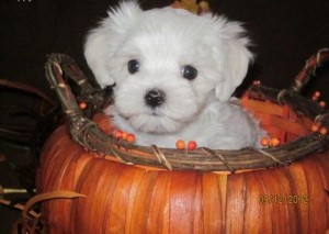 WE HAVE STANDARD MALTESE PUPPIES
