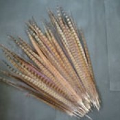 We are manufacture and supplier of all type of feathers in the whole wide world.