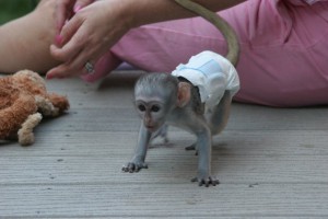 adorable white face baby capuchin monkey for adoption to any loving fa