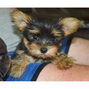 Nice looking and very healthy  super cute Yorkie  puppies For Free Adoption
