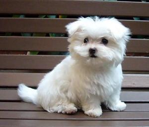 cute and lovely Maltese puppies for good home.