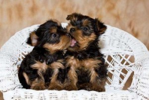 Nice Tea Cup Yorkie Puppies for good and caring home