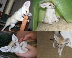 Fennec fox for rehoming.text only (702) 530-9917
