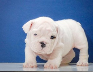 Young,white english bulldog puppy for adoption .