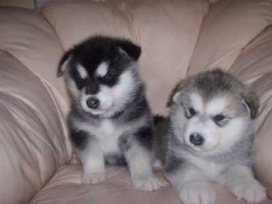 !!!Alaskan malamute Puppies 100% Pure bred &amp; Adorable!!!