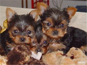 adorable yorkie puppies for free adoption