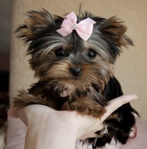 Micro Teacup Yorkie Princess.