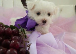 we have splendid Maltese puppies