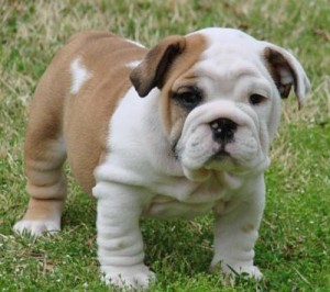 (English Bulldog Puppy~Champion Bloodlines~AKC Male And Female)