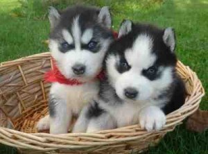 Sweet Blue Eyes Siberian Husky puppies for Adoption