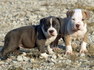 Blue Nose Pitbull Puppies -12weeks old