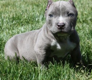 Blue Nose Pitbull Puppies -12weeks old