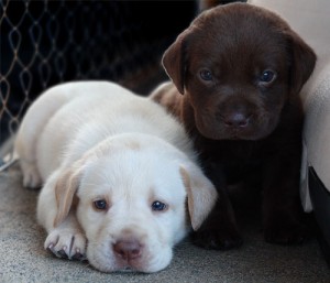 Cute labrador retriever puppies