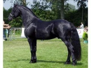 Friesian horse for sale