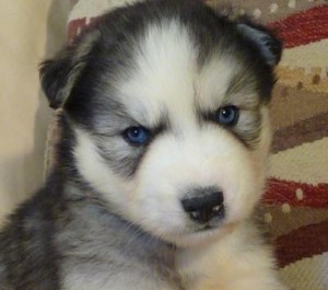 Dear siberian husky puppies for rehoming,