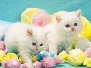 white persian kittens avialable for a good home........