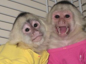 two healthy babies capuchin monkeys available