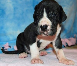Magnificent and strong Great dane pups for adoption