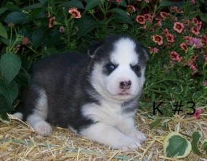 potty train siberian husky puppies pls text me @ 413-489-2502