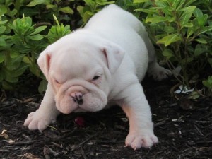 lovely blue eyed English Bulldog puppies for sale in a lovely home