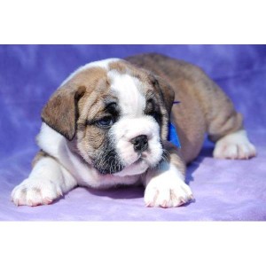 Enjoy your X-Mas with your new found Home Trained English Bulldog Puppies to a Good Home For Adoption