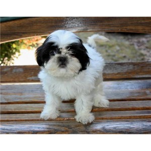 PUPPIES FOR SALE&gt;&gt; SHIH-TZU MALE