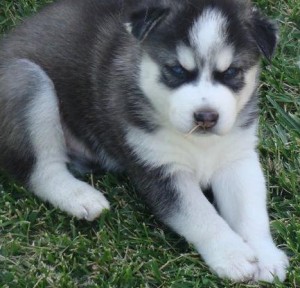 Purebred Blue Eyes Siberian Huskies Puppies