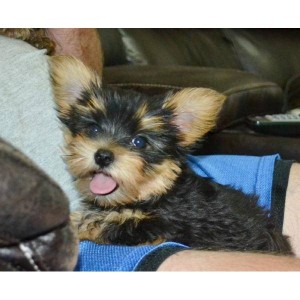 House Trained Male And Female Yorkshire terrier Puppies For Adoption