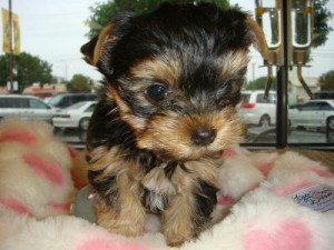 CHARMING AND AMAZING YORKSHIRE TERRIER PUPPIES FOR NEW FAMILY HOME   ADOPTION